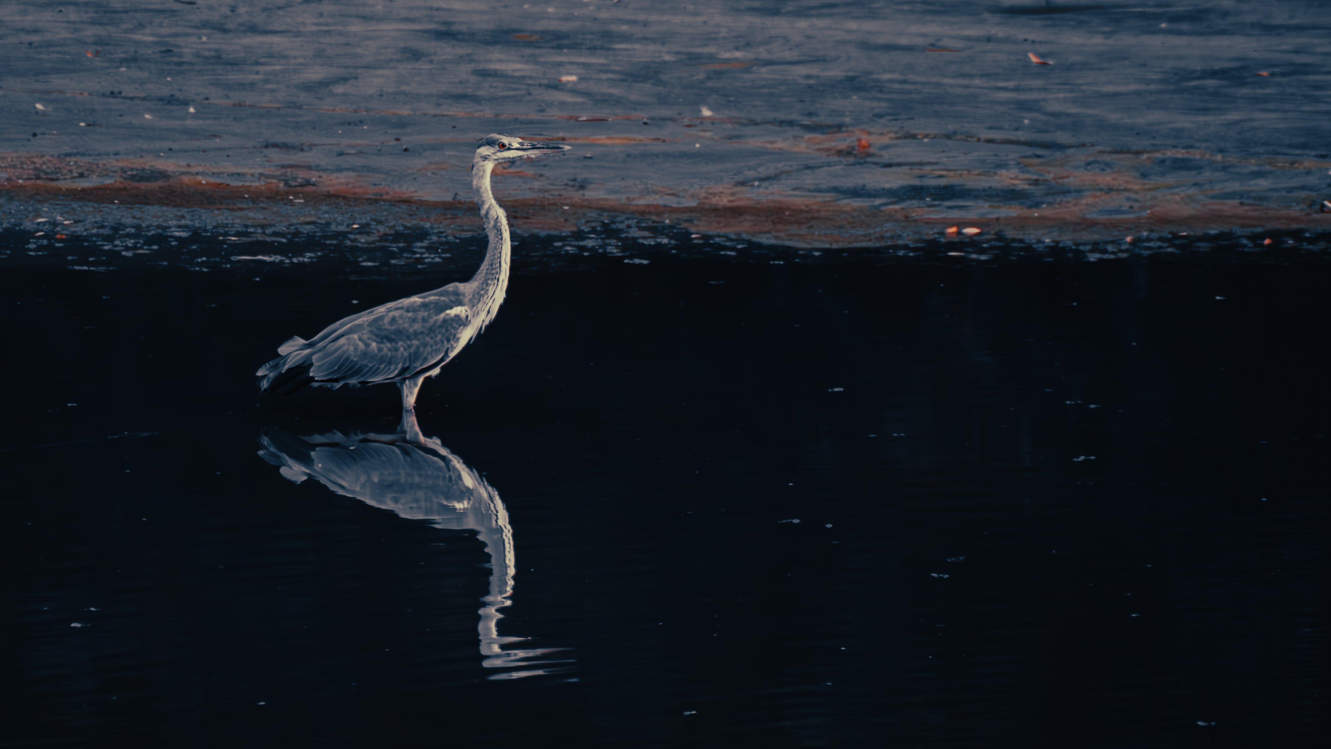 Grey heron standing in dark water above its reflection