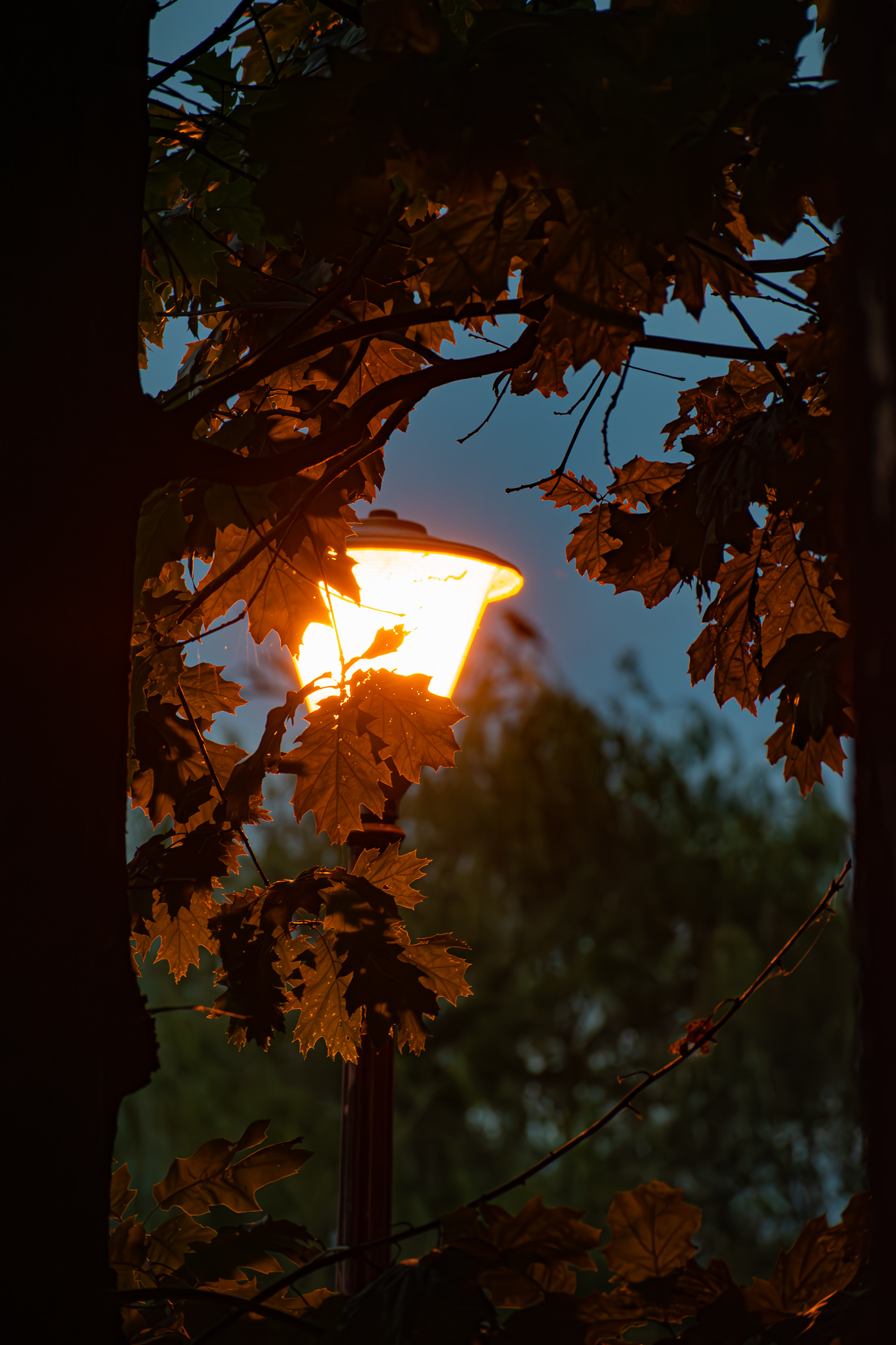 Street Lamp in the night