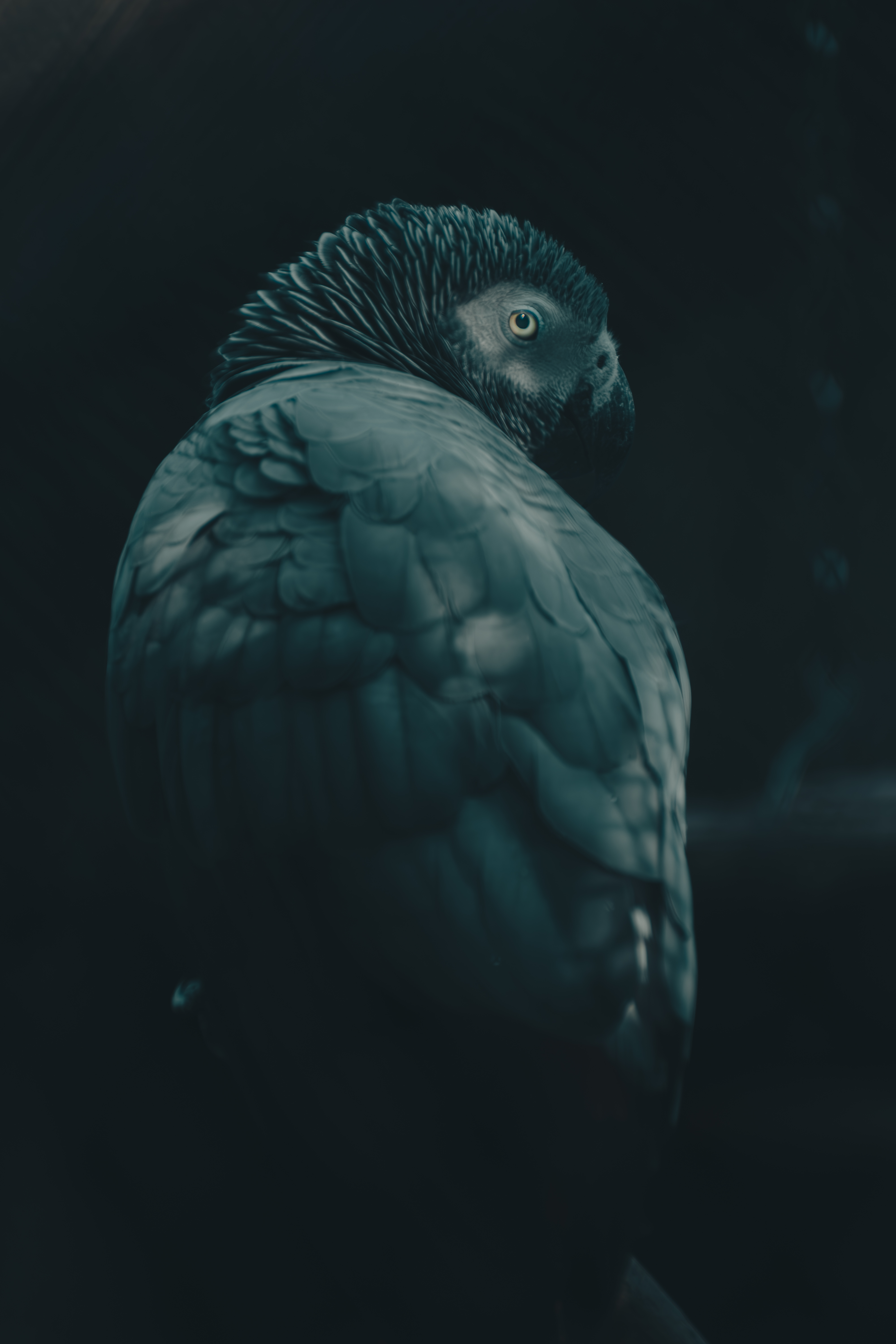 African grey parrot looking over its shoulder against a dark background