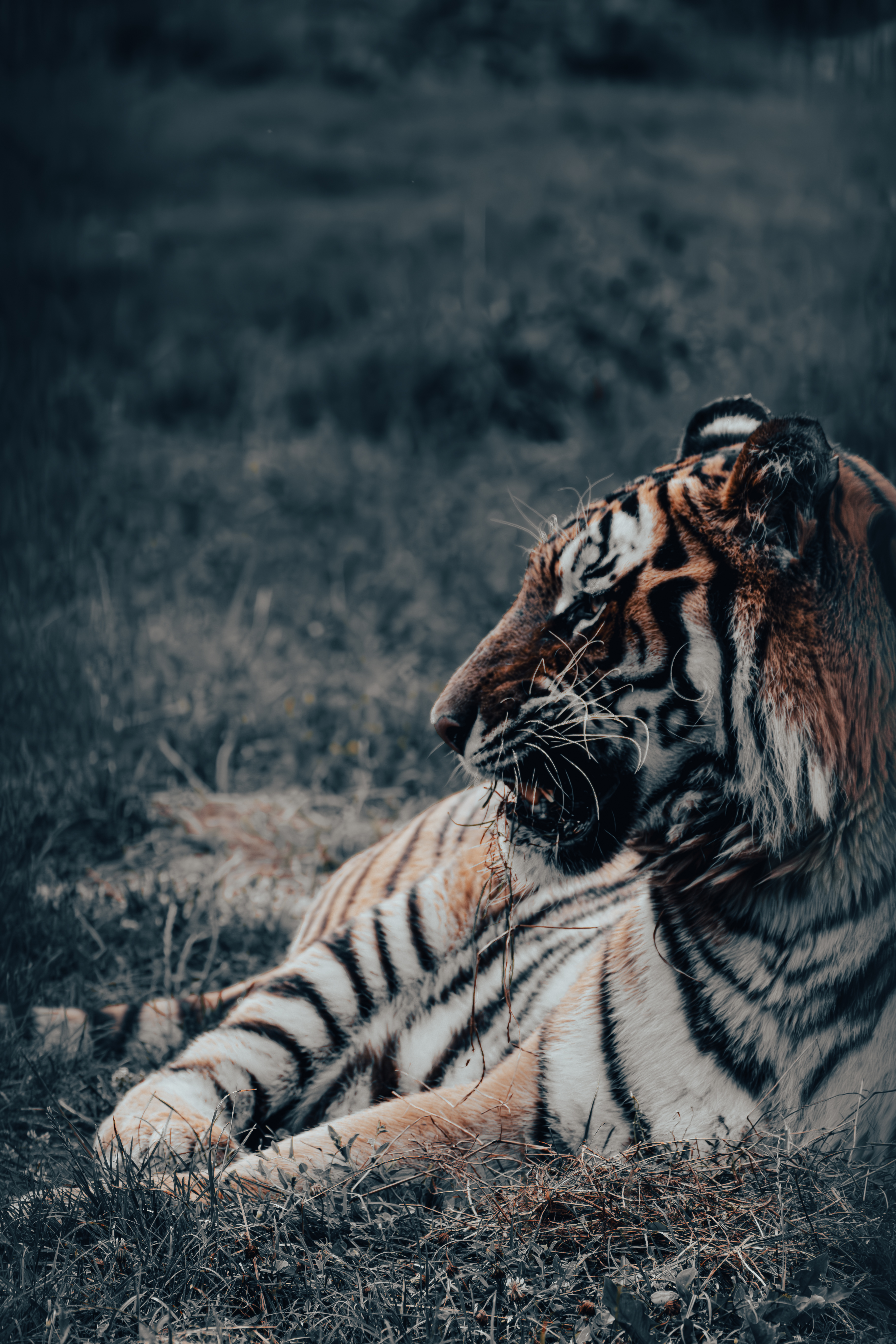 Tiger resting in grass and looking to the side