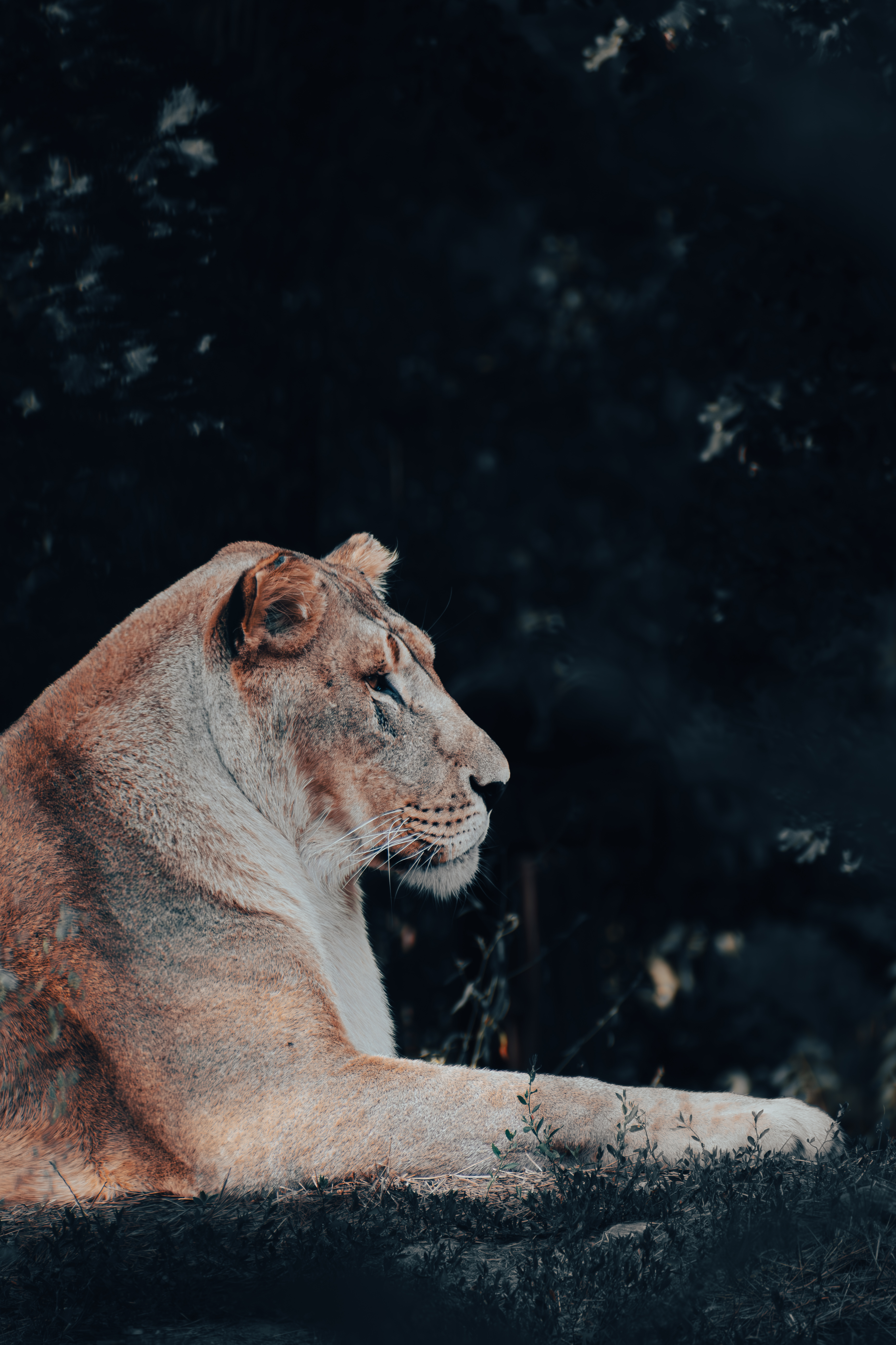 Lioness resting in side profile against a dark wooded background