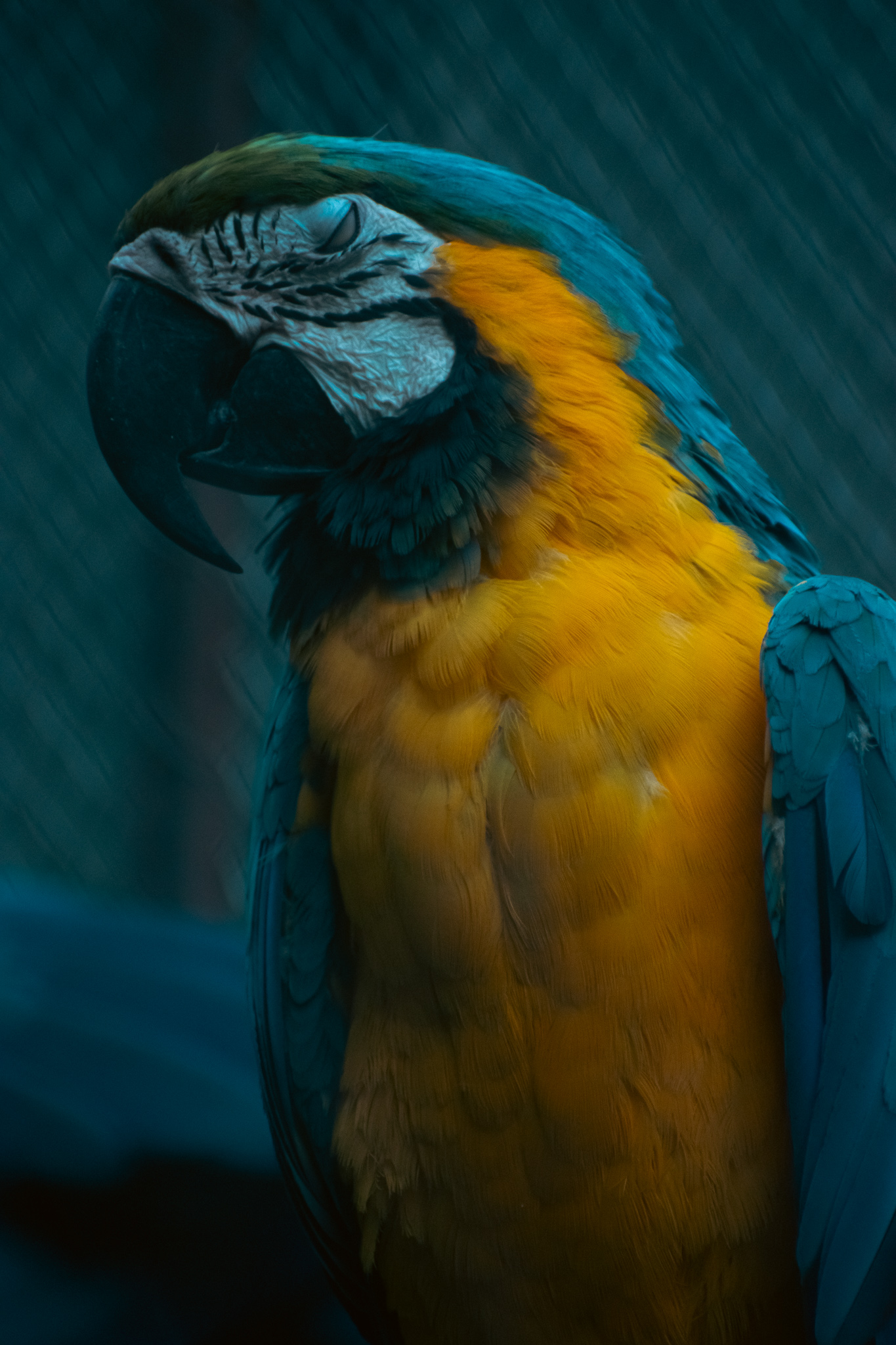 Blue-and-yellow macaw in a dark teal setting