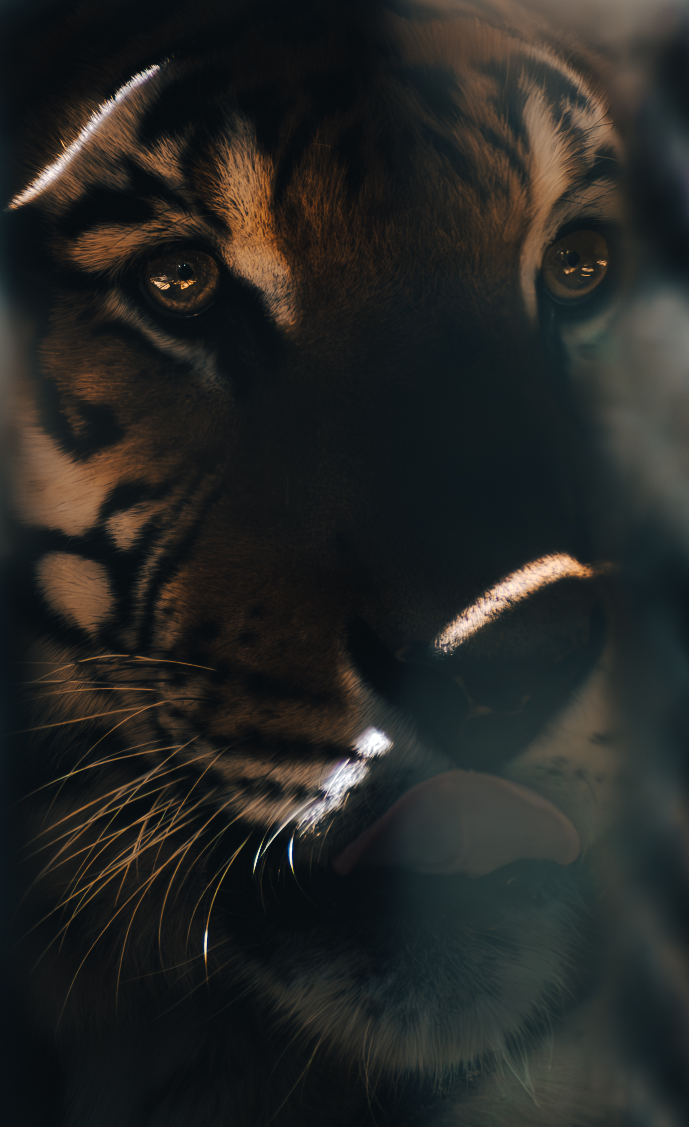 Close-up portrait of a black panther gazing through soft foreground blur