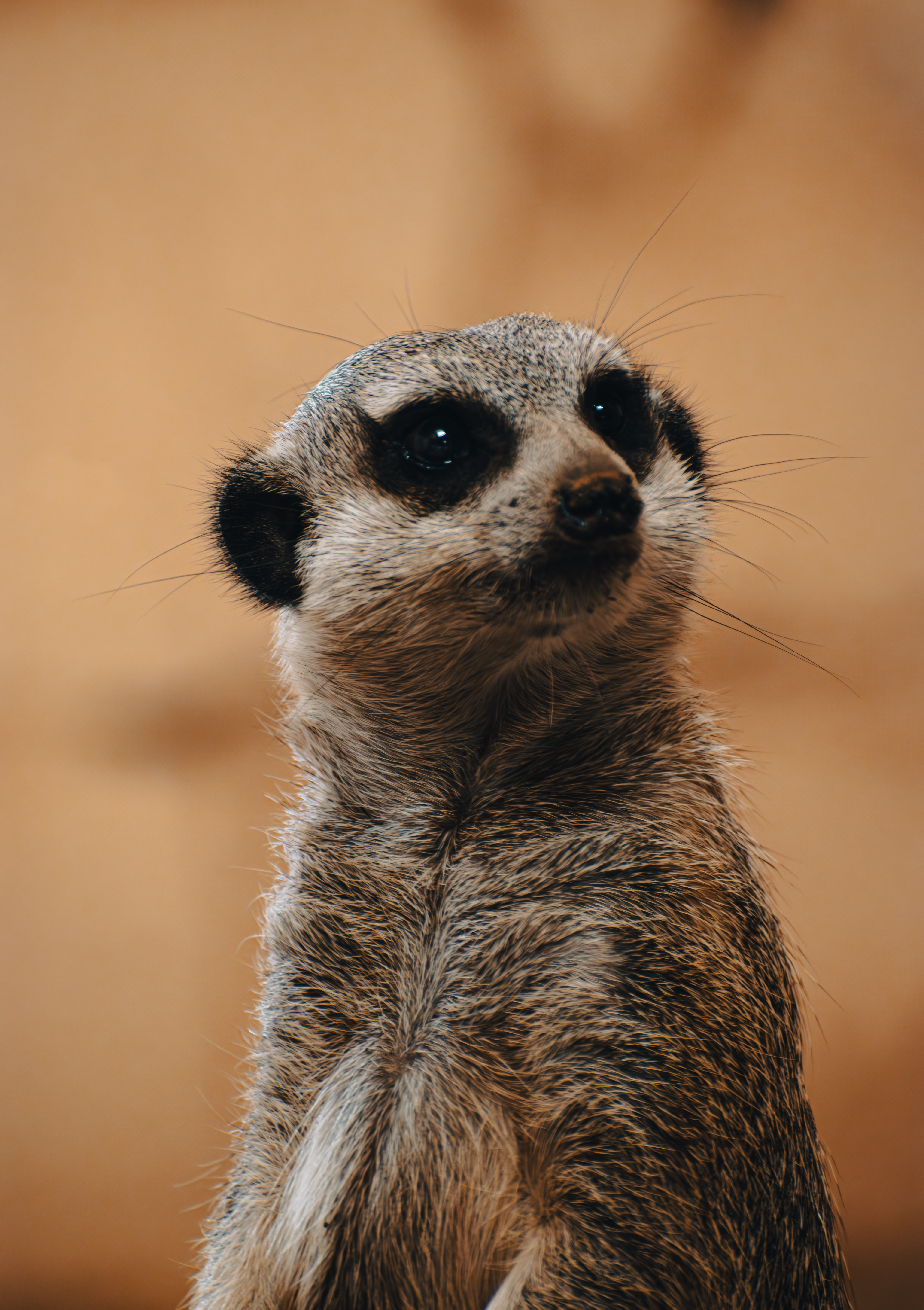Meerkat standing alert against a warm sandy background