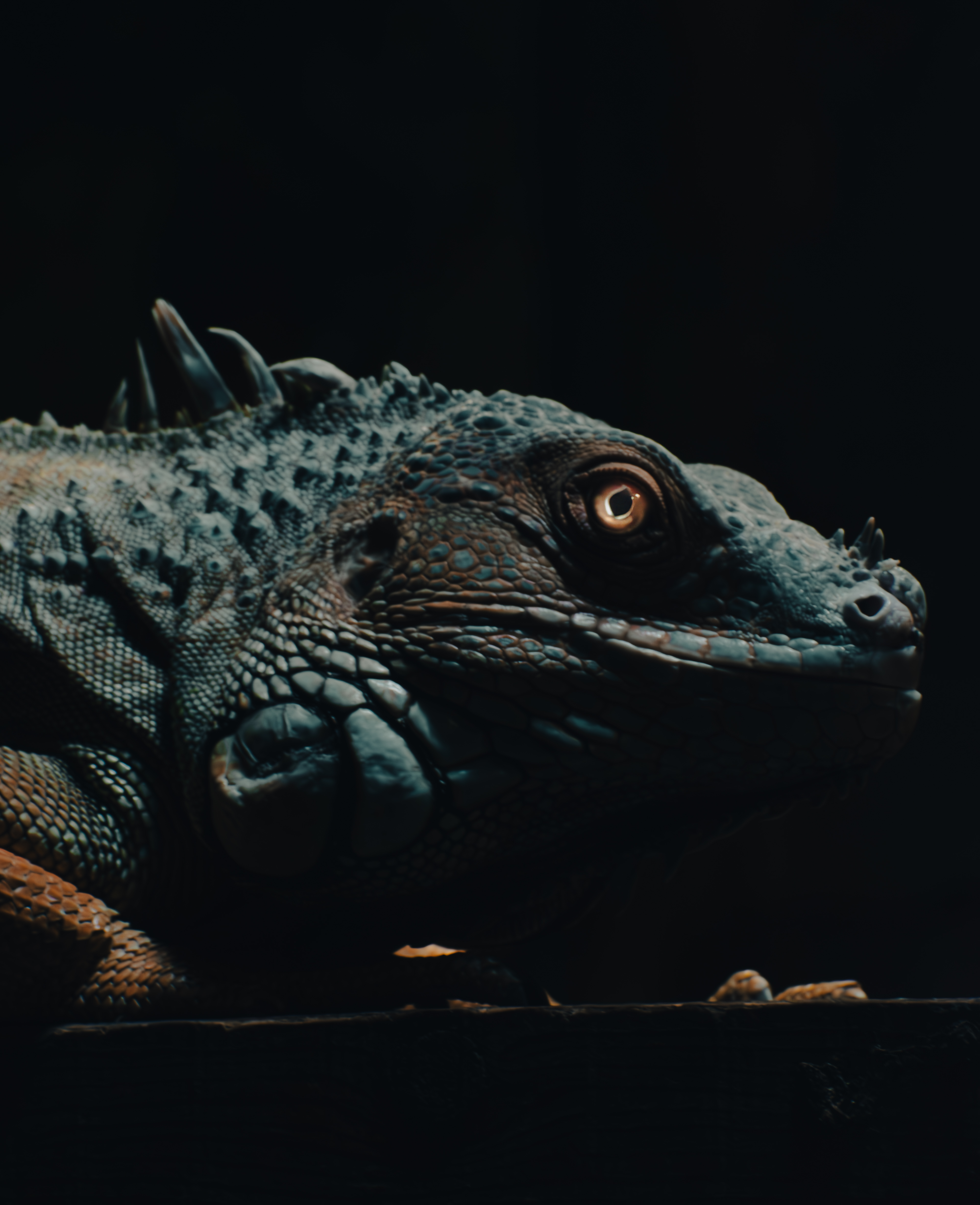 Iguana in side profile against a dark background