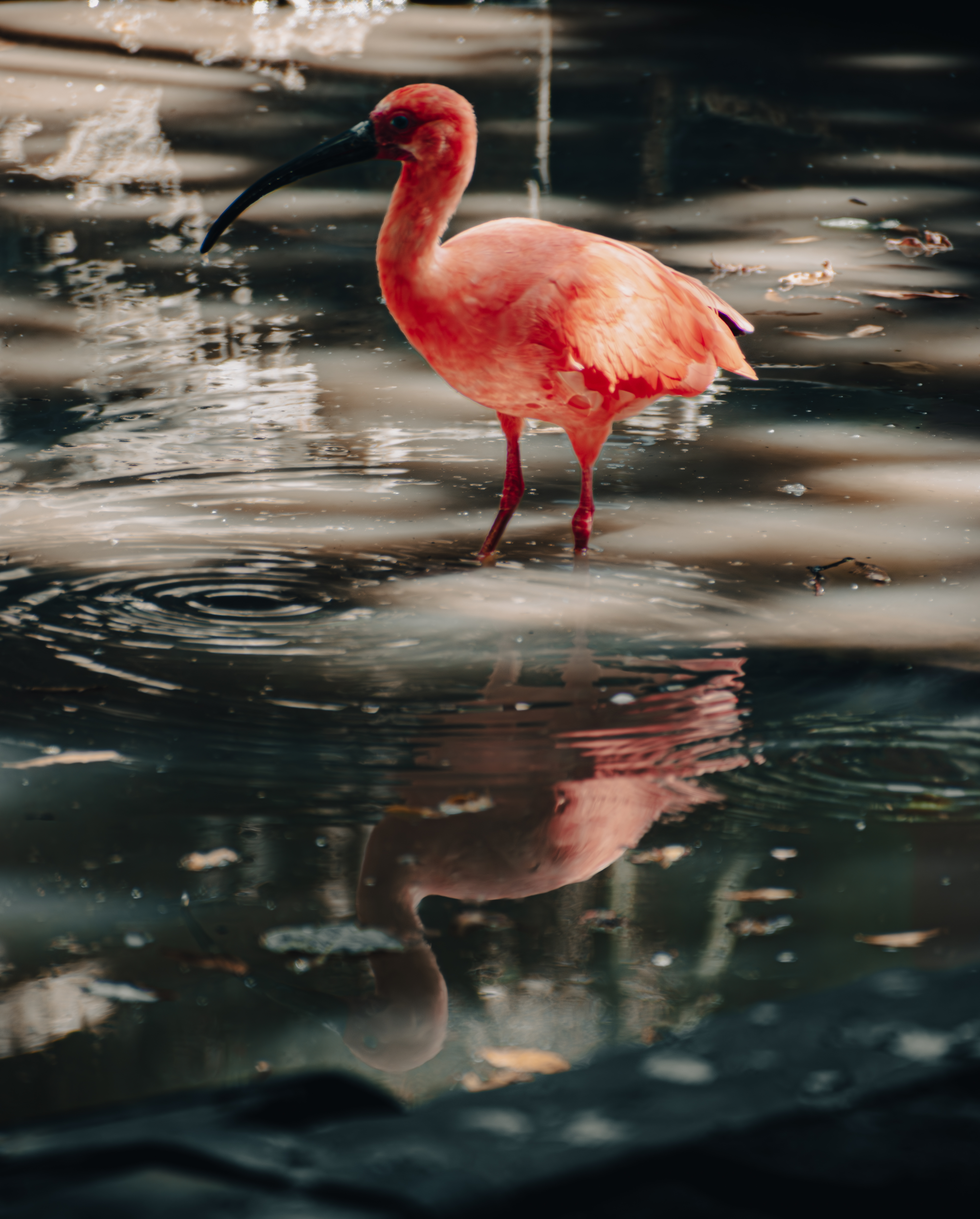 Scarlet ibis standing in shallow water above its reflection