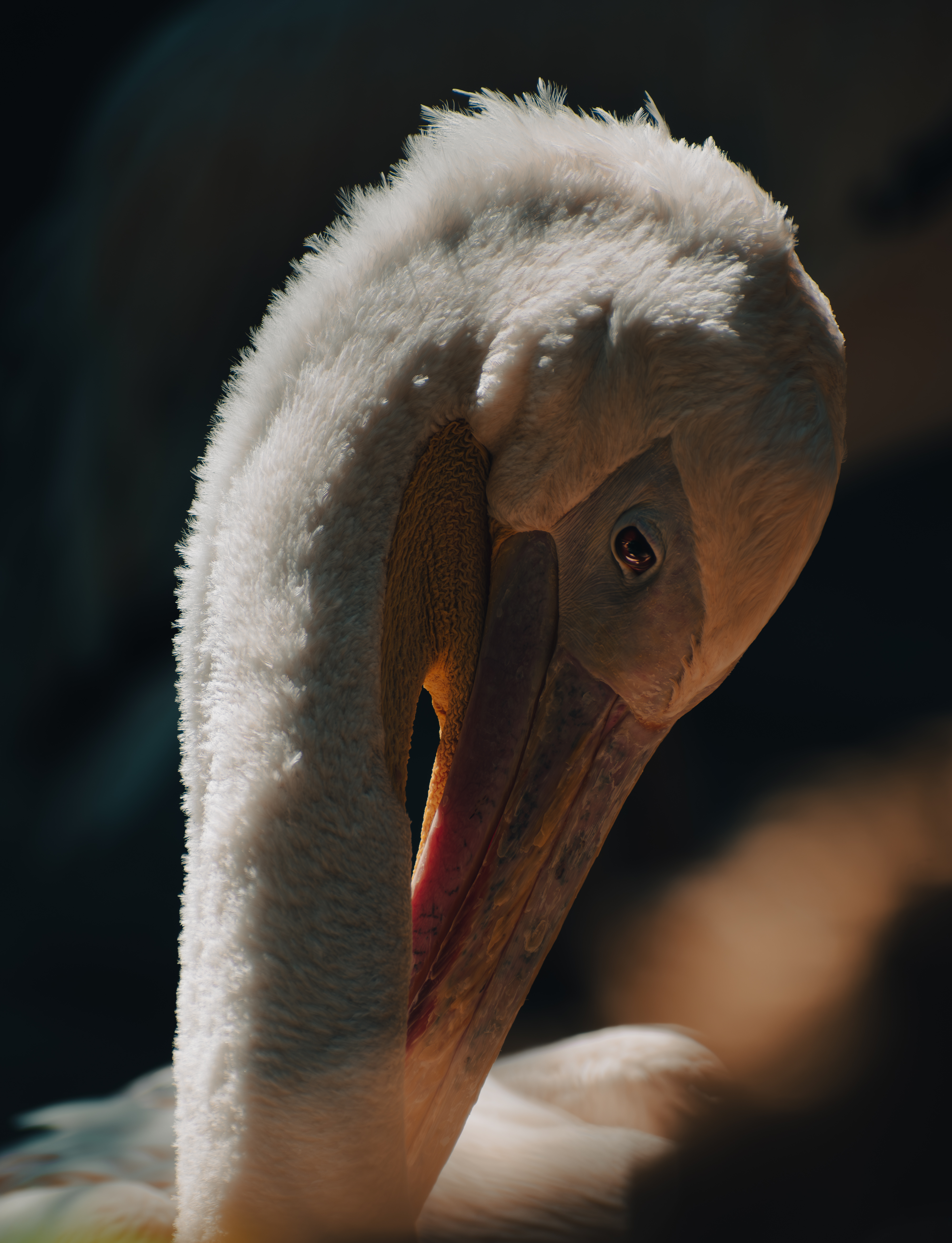 Pelican resting its beak against its white plumage